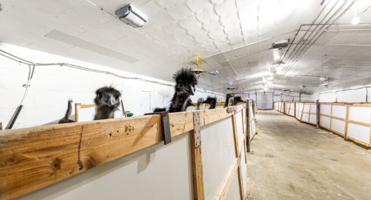 St-Urbain (Capitale-Nationale) : Ferme d’émeus