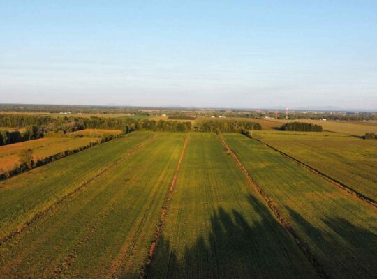 St-Blaise-sur-Richelieu (Montérégie) : Terre cult.