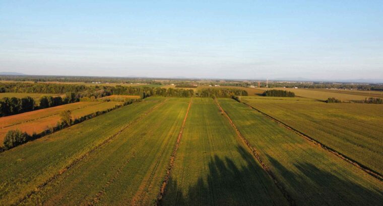 St-Blaise-sur-Richelieu (Montérégie) : Terre cult.