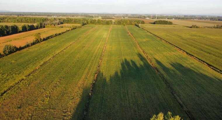 St-Blaise-sur-Richelieu (Montérégie) : Terre cult.