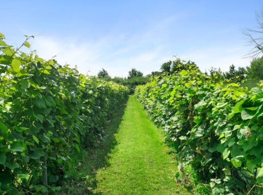 Coteau-du-Lac (Montérégie) : Vignoble 28ac Maison