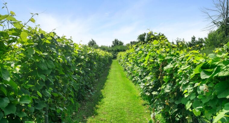 Coteau-du-Lac (Montérégie) : Vignoble 28ac Maison