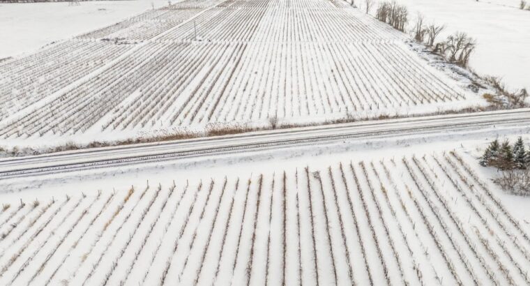 Coteau-du-Lac (Montérégie) : Domaine viticole 258a