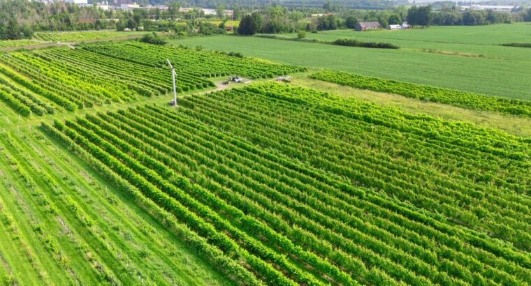 Coteau-du-Lac (Montérégie) : Domaine viticole 258a