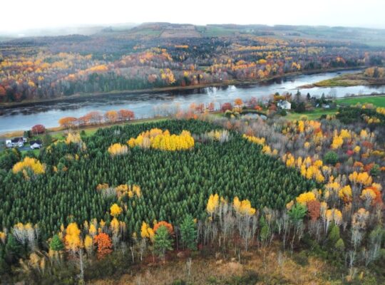 St-Félix-de-Kingsey (Ctre-du-Québec) : Terre 423ac
