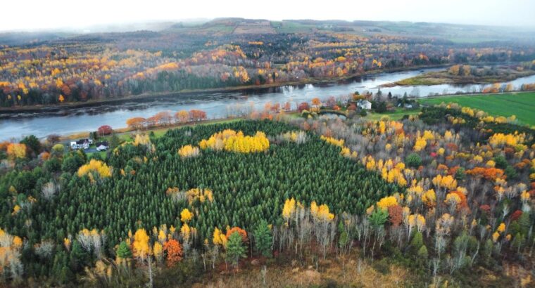 St-Félix-de-Kingsey (Ctre-du-Québec) : Terre 423ac