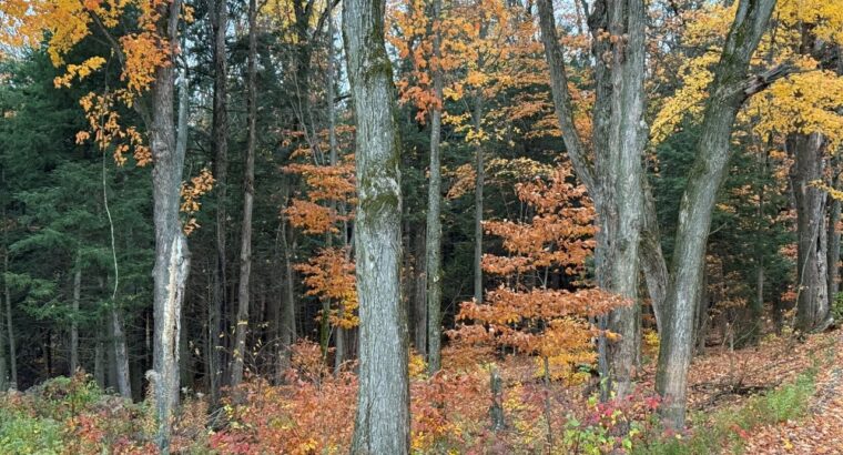 St-Félix-de-Kingsey (Ctre-du-Québec) : Terre 423ac