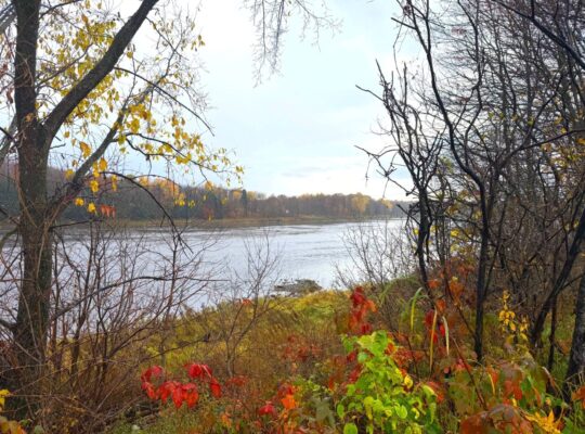 St-Félix-de-Kingsey (Ctre-du-Québec) : Terre 423ac