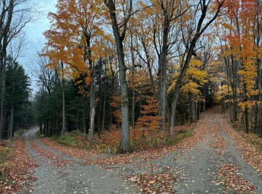 St-Félix-de-Kingsey (Ctre-du-Québec) : Terre 423ac