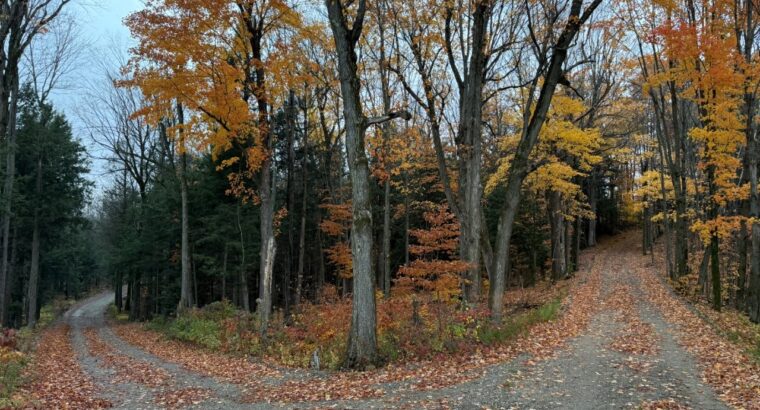 St-Félix-de-Kingsey (Ctre-du-Québec) : Terre 423ac