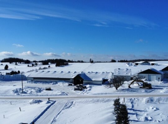 Tring-Jonction (Chaudière-App) Ferme bovine 149ac