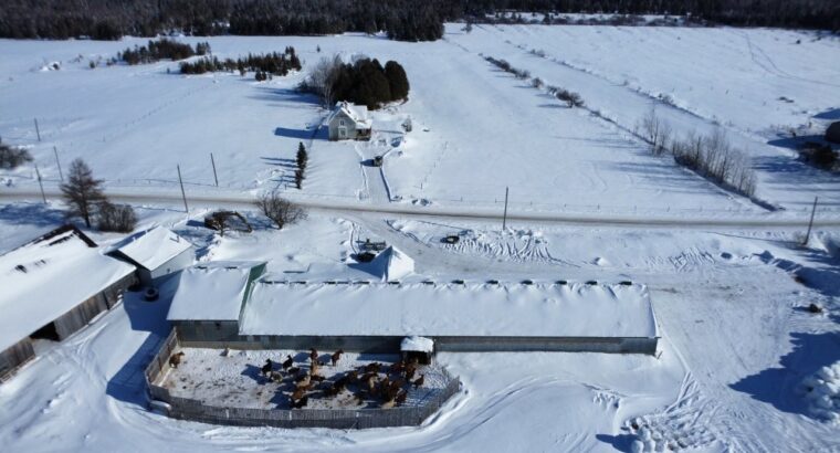 Tring-Jonction (Chaudière-App) Ferme bovine 149ac