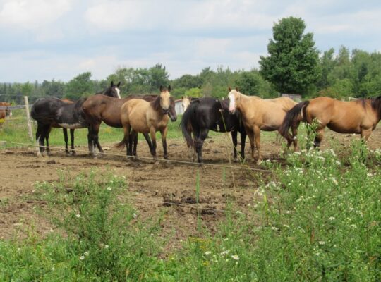 Weedon (Estrie) : Domaine équestre de 71 acres