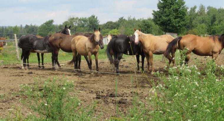Weedon (Estrie) : Domaine équestre de 71 acres