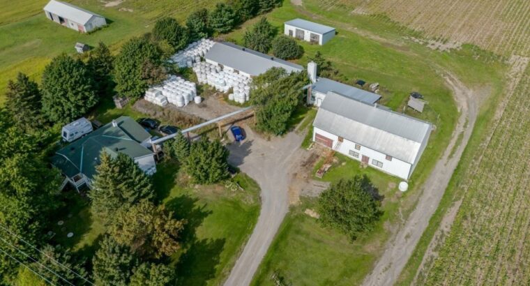 Île-d’Orléans (Capitale-Nationale) : Ferme de lait