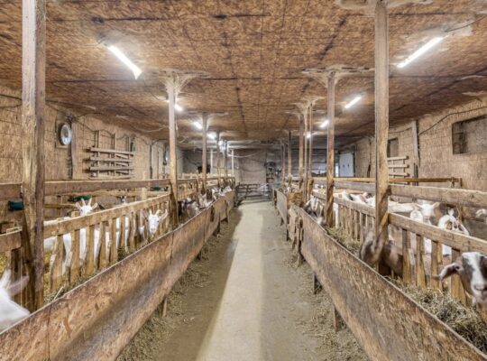 Île-d’Orléans (Capitale-Nationale) : Ferme de lait