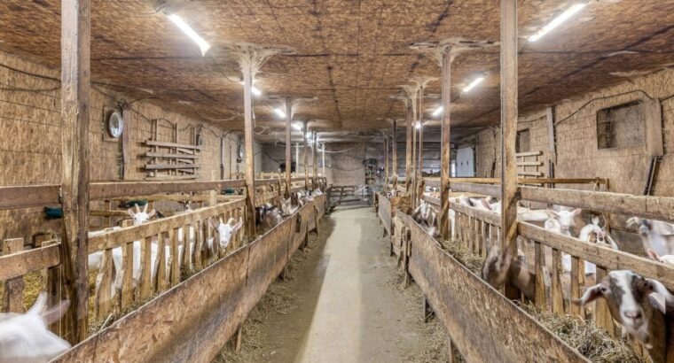 Île-d’Orléans (Capitale-Nationale) : Ferme de lait