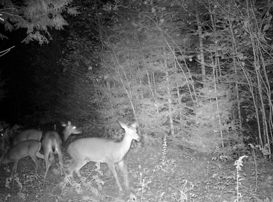 St-Lucien (Centre-du-Québec) : Terre a bois 50 acr