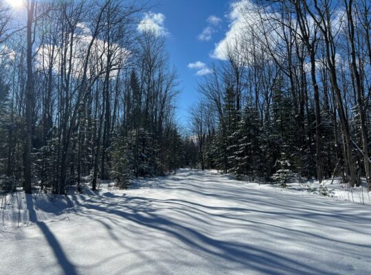 St-Lucien (Centre-du-Québec) : Terre a bois 50 acr