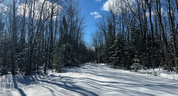 St-Lucien (Centre-du-Québec) : Terre a bois 50 acr