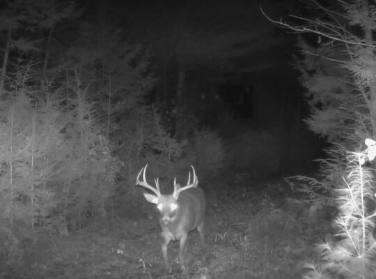 St-Lucien (Centre-du-Québec) : Terre a bois 50 acr