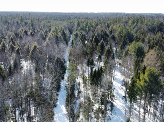 St-Lucien (Centre-du-Québec) : Terre a bois 50 acr