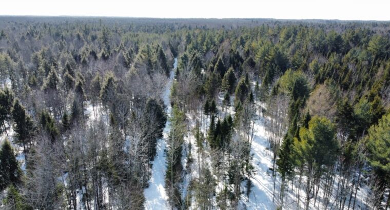 St-Lucien (Centre-du-Québec) : Terre a bois 50 acr