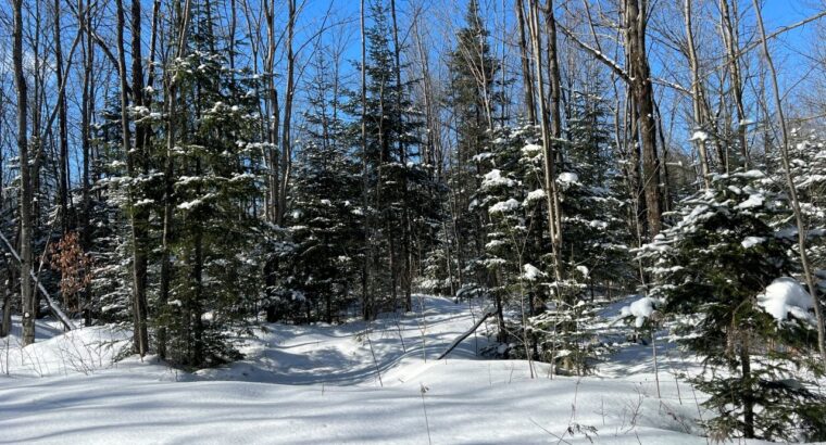 St-Lucien (Centre-du-Québec) : Terre a bois 50 acr