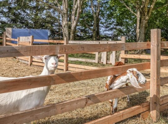 Île-d’Orléans (Capitale-Ntl) Ferme lait de chèvre