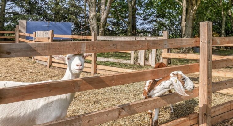 Île-d’Orléans (Capitale-Ntl) Ferme lait de chèvre
