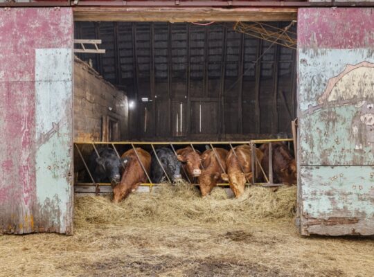 St-Philémon (Chaudière-Appalaches) : Ferme 167 acr
