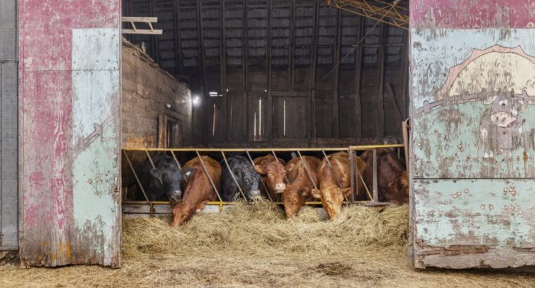St-Philémon (Chaudière-Appalaches) : Ferme 167 acr