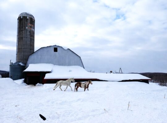 Valcourt (Estrie) : Fermette 98,41acr. avec maison