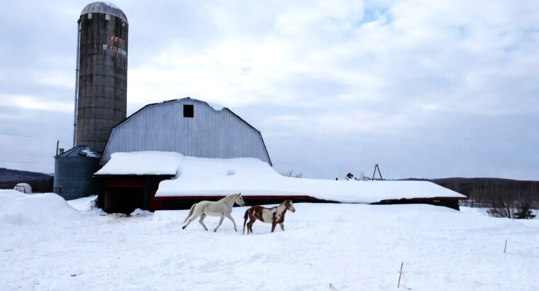 Valcourt (Estrie) : Fermette 98,41acr. avec maison