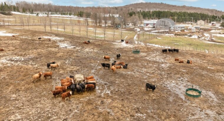 Armagh (Chaudière-Appalaches) : Ferme érablière