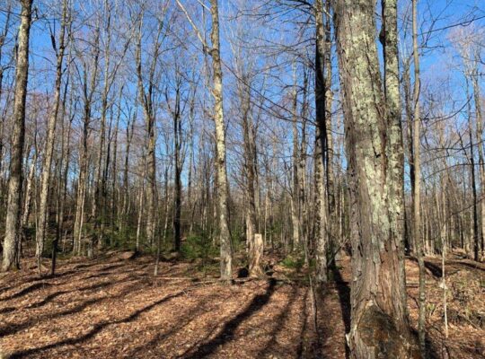 Roxton Falls (Montérégie) : Terre à bois et agr.