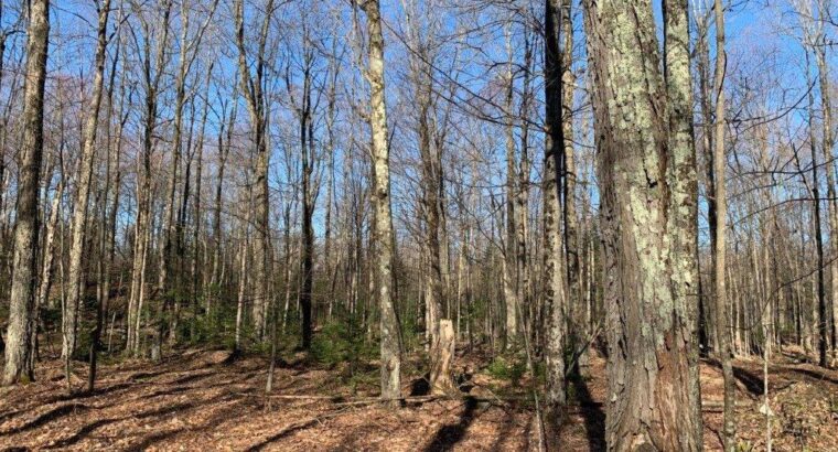 Roxton Falls (Montérégie) : Terre à bois et agr.