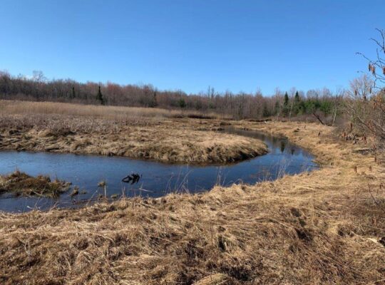 Roxton Falls (Montérégie) : Terre à bois et agr.