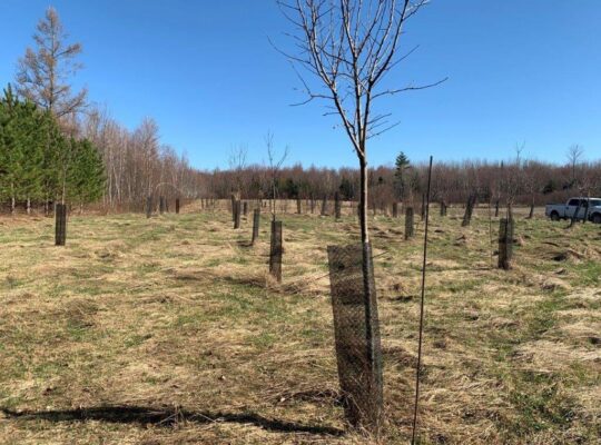 Roxton Falls (Montérégie) : Terre à bois et agr.