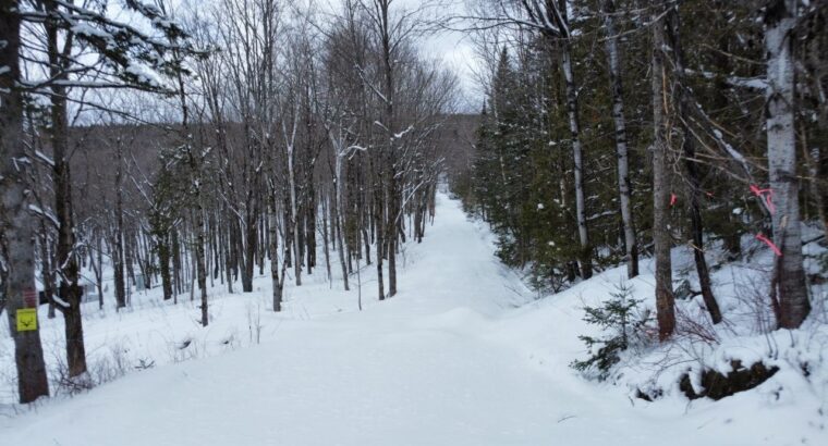 Sacré-cœur-de-Jésus (Chaud-App) : Terre à bois
