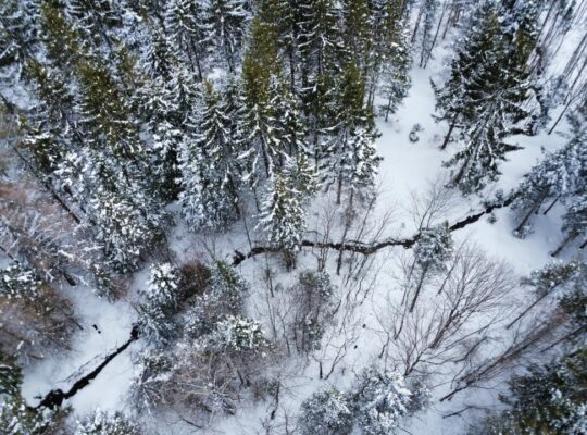 Sacré-cœur-de-Jésus (Chaud-App) : Terre à bois