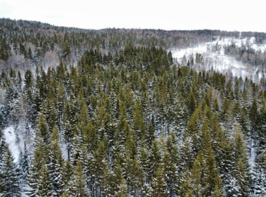 Sacré-cœur-de-Jésus (Chaud-App) : Terre à bois