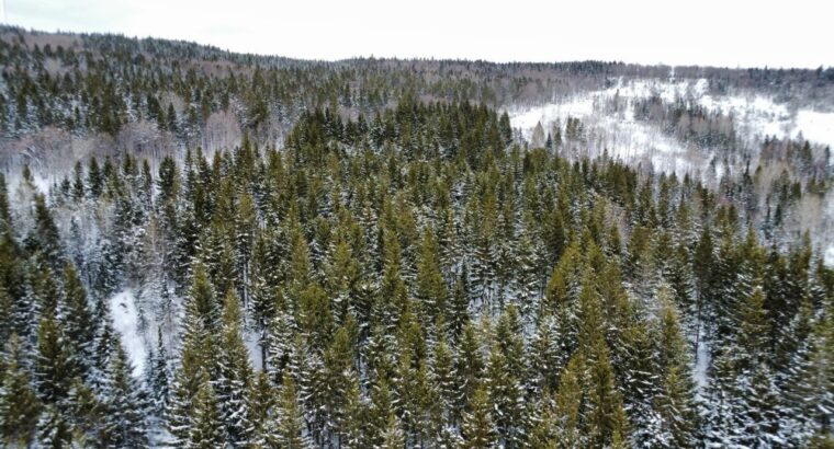 Sacré-cœur-de-Jésus (Chaud-App) : Terre à bois