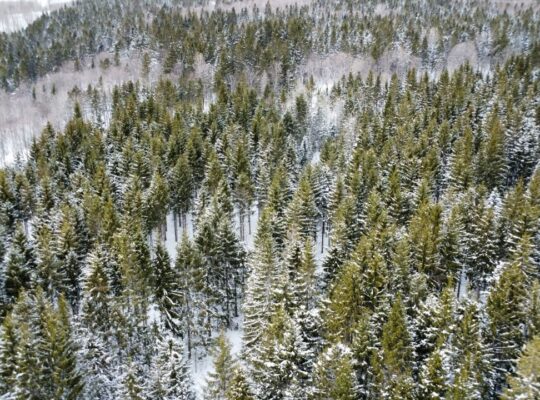 Sacré-cœur-de-Jésus (Chaud-App) : Terre à bois