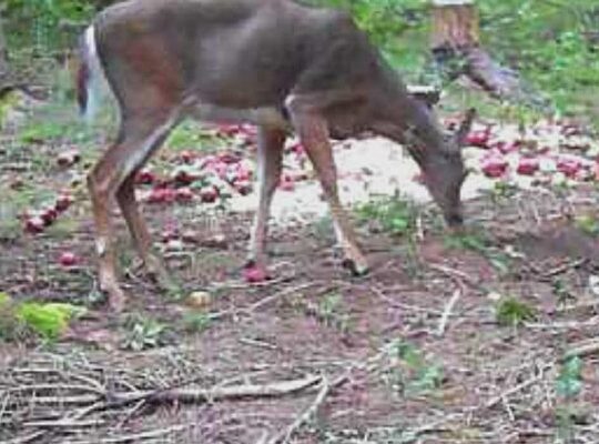 Sacré-cœur-de-Jésus (Chaud-App) : Terre à bois