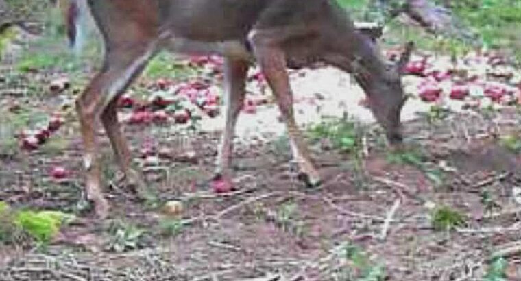Sacré-cœur-de-Jésus (Chaud-App) : Terre à bois