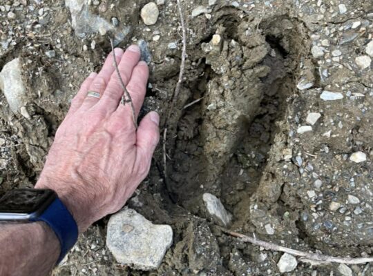 Sacré-cœur-de-Jésus (Chaud-App) : Terre à bois