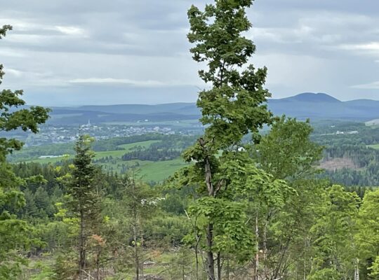 Sacré-cœur-de-Jésus (Chaud-App) : Terre à bois