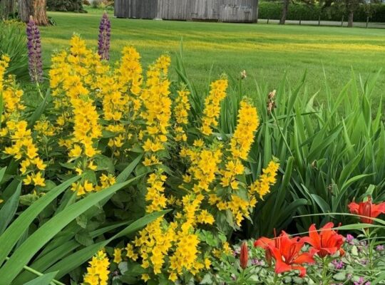 Ange-Gardien (Montérégie) : Maison de campagne