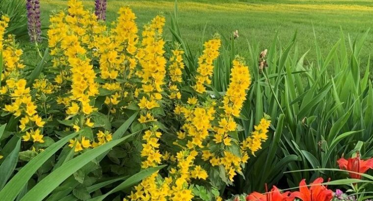 Ange-Gardien (Montérégie) : Maison de campagne